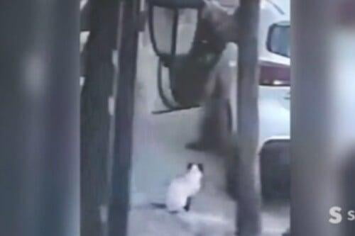 Videos: Gatito baleado en Tlalnepantla y peludito en Ecatepec